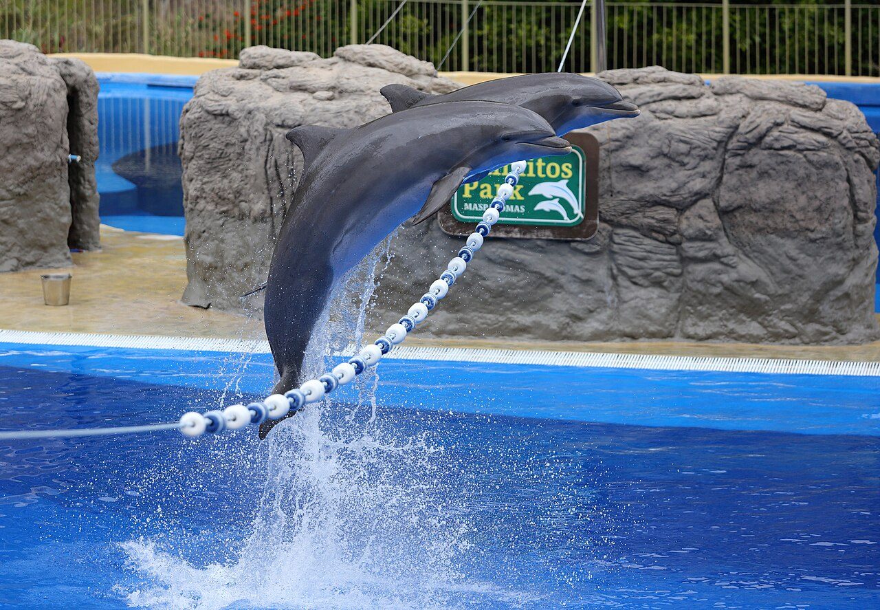 El avistamiento de delfines es uno de los planes estrella que hacer en Mogán