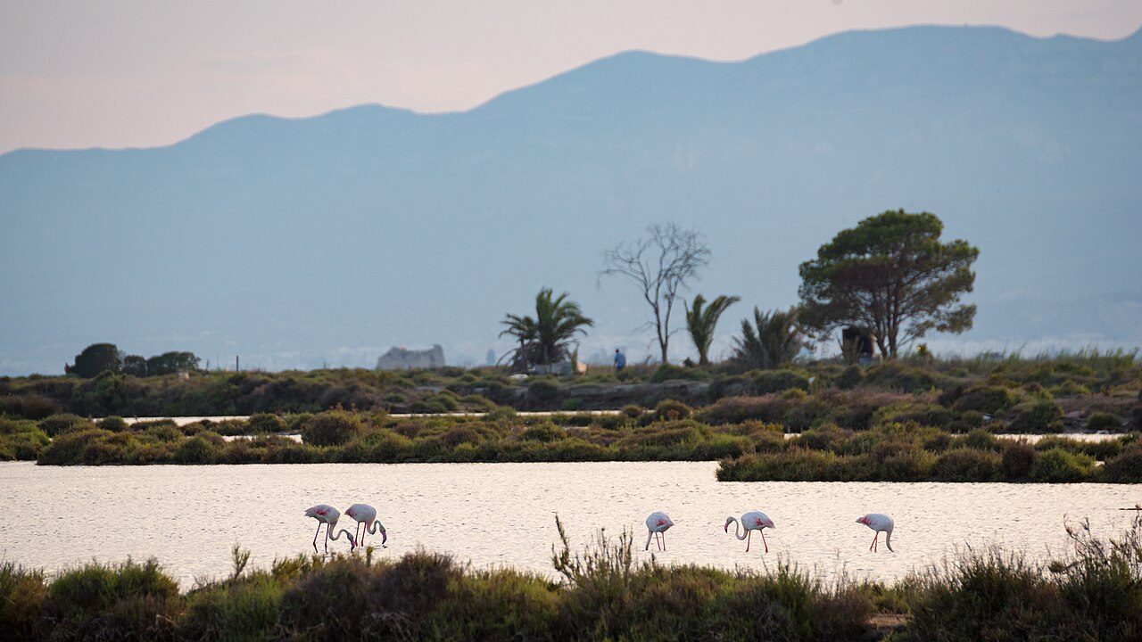 Avistamiento de flamencos, otro imperdible que ver en el Delta del Ebro