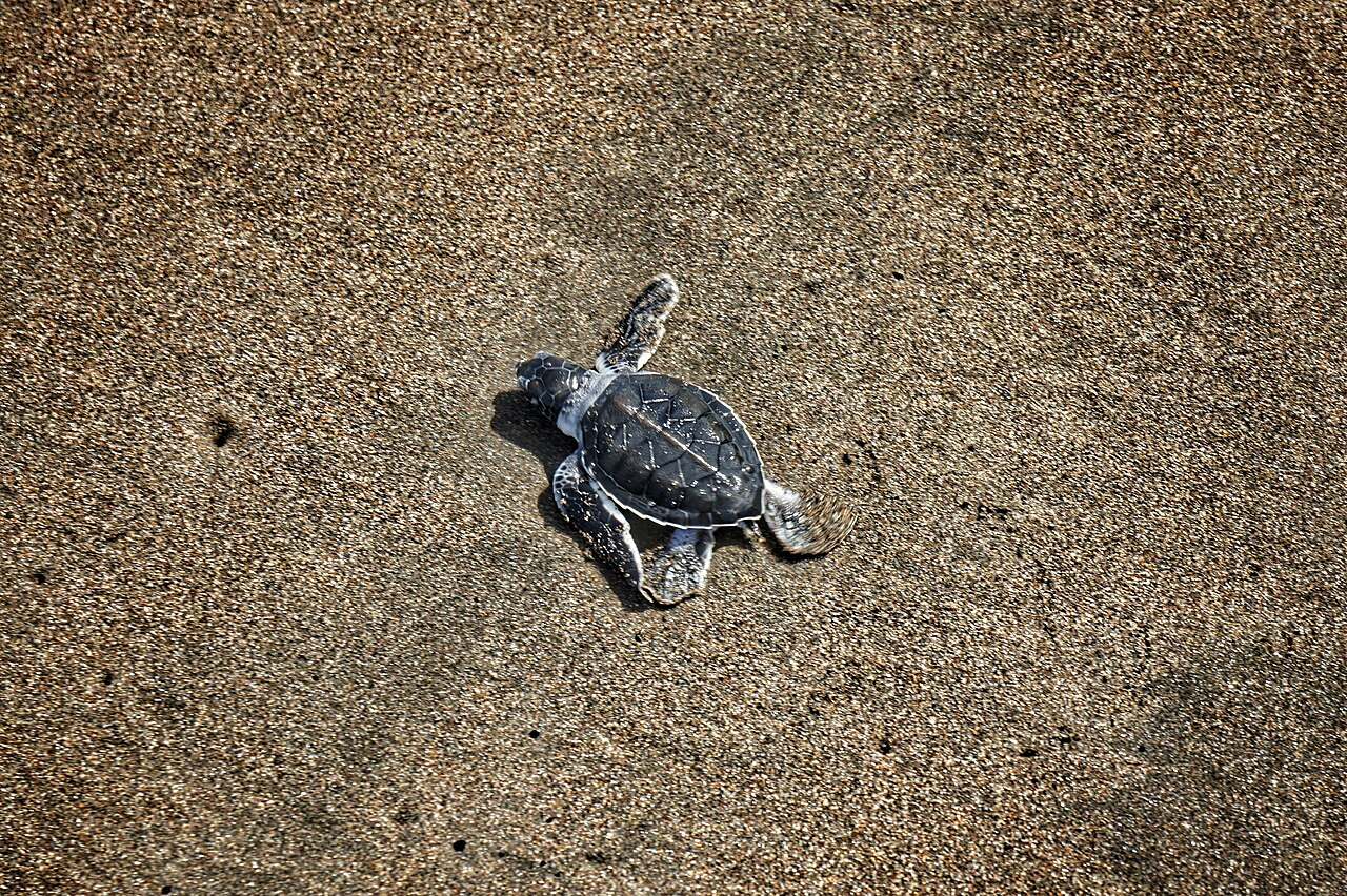 Las tortugas marinas son el gran símbolo de qué ver en Tortuguero