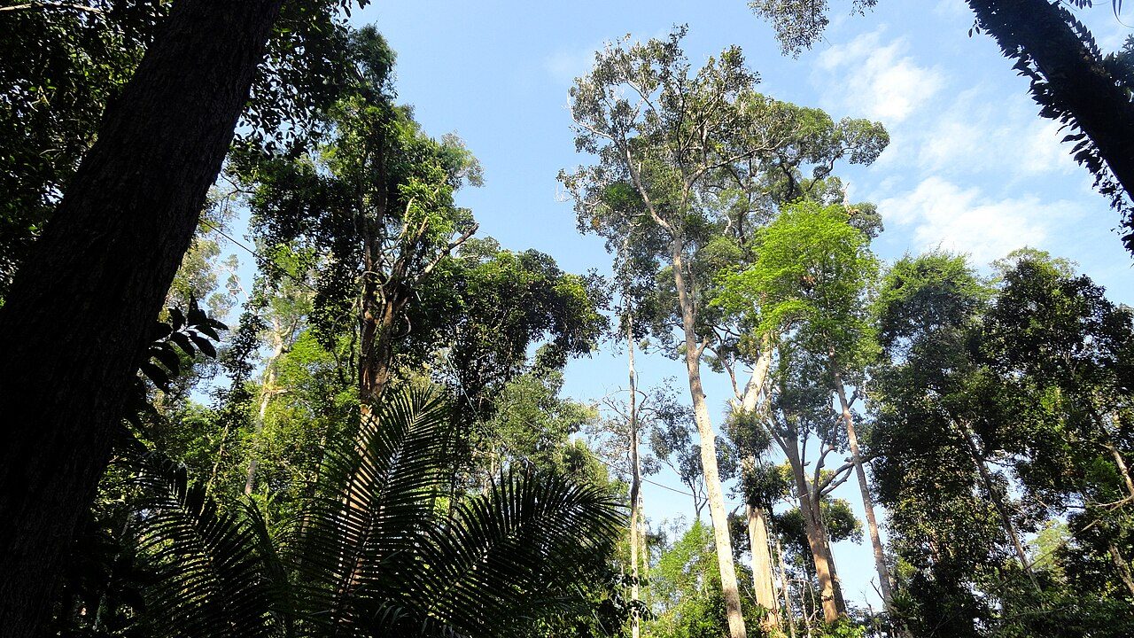 Ver orangutanes en Semenggoh, la mejor excursión que hacer desde Kuching