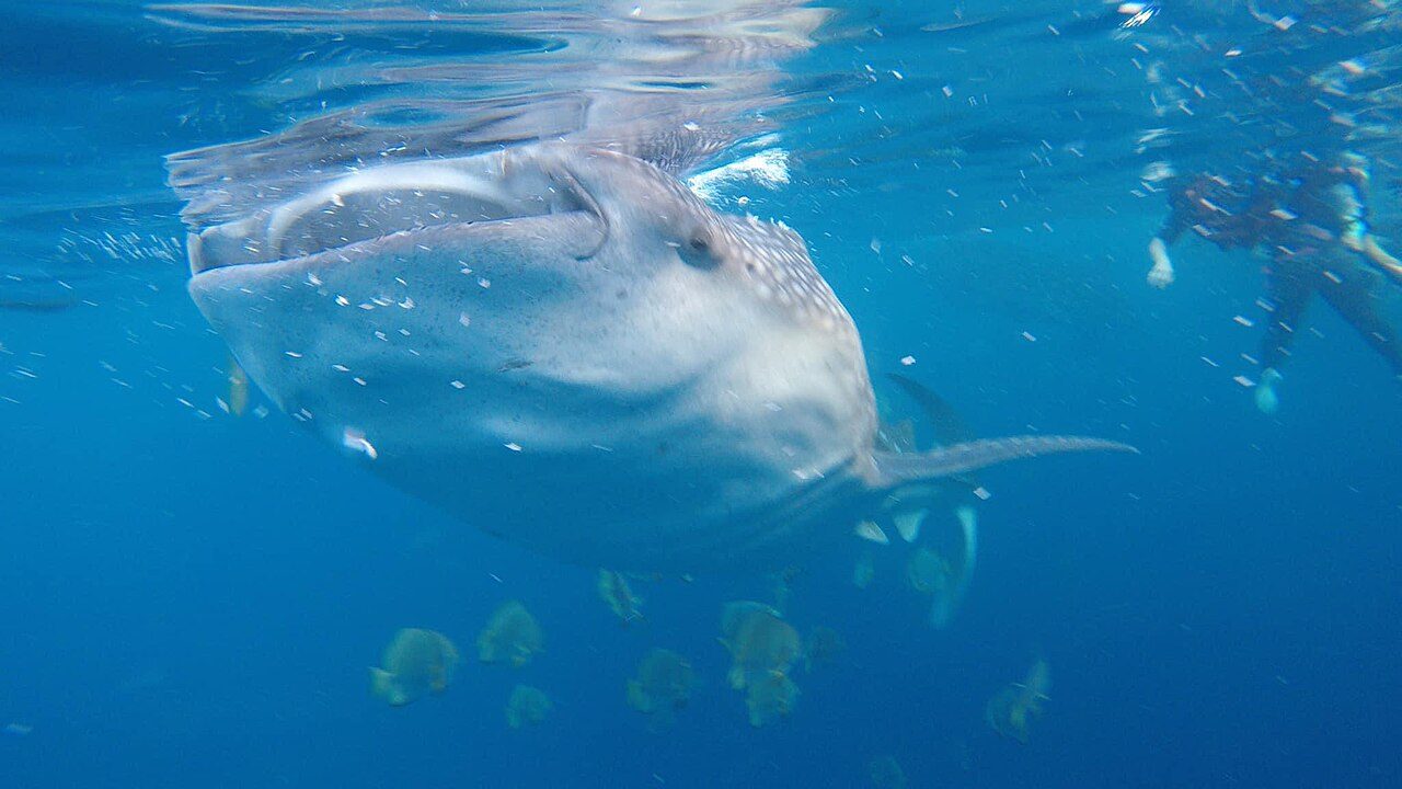 Nadar con tiburones ballena en Oslob, una de las excursiones estrella desde Cebú
