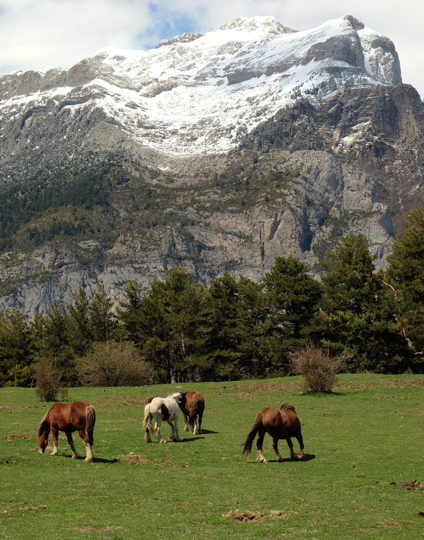 El producto de montaña es el hilo de esta ruta por el Pirineo oscense.