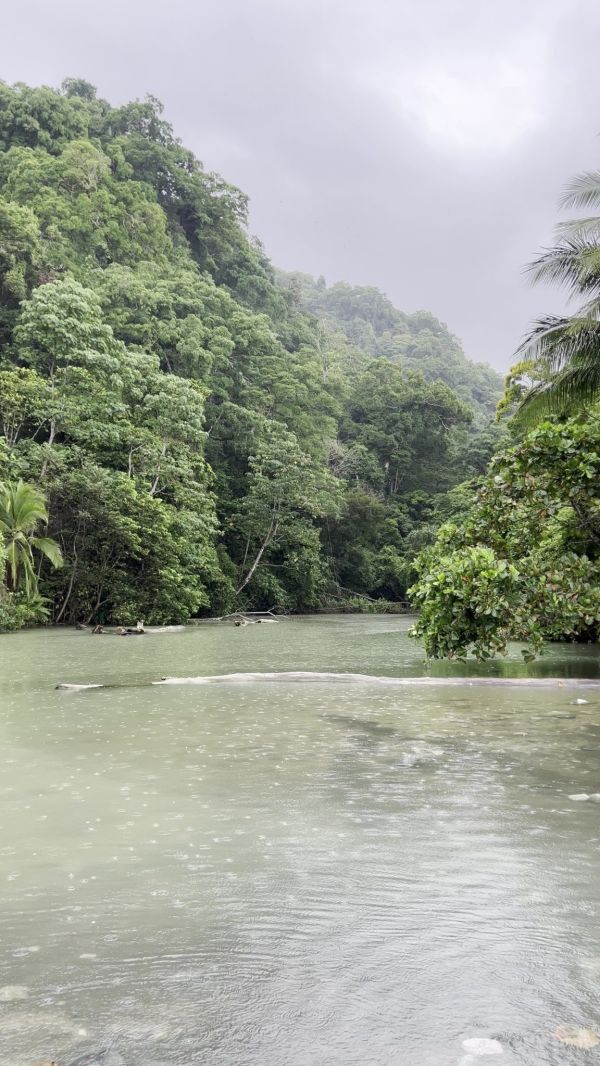 La selva del Parque Nacional Corcovado, uno de los rincones más biodiversos del planeta.