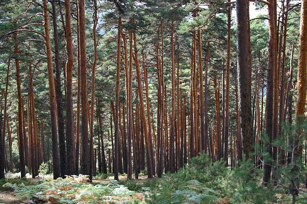 Los bosques de la Sierra de Guadarrama, un respiro entre visitas de castillos y palacios.
