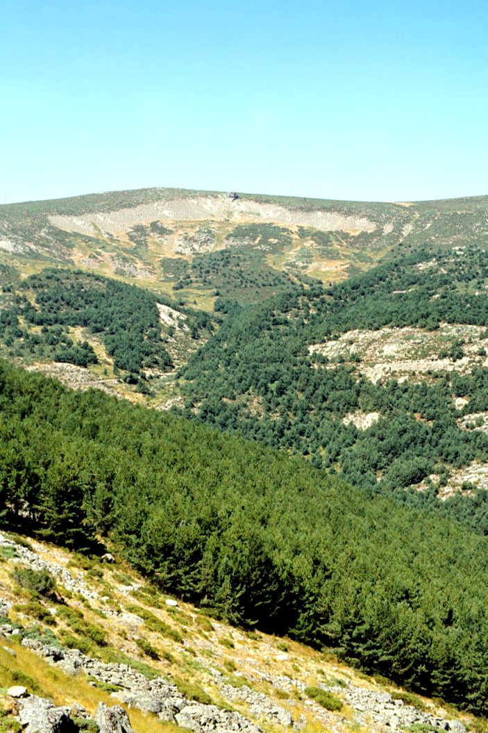 Los bosques de la Sierra de Guadarrama, un respiro entre visitas de castillos y palacios.