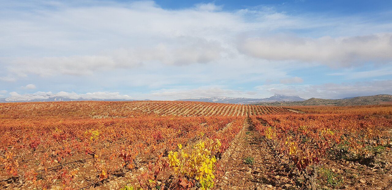 Viñedos del valle del Ebro, el hilo paisajístico de toda la ruta.