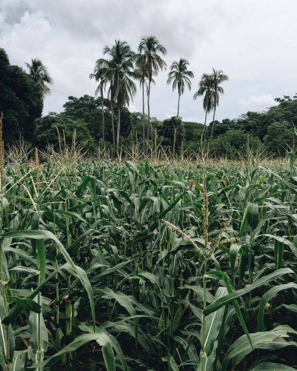 La selva tropical que rodea el Canal de Panamá, hábitat de tucanes y monos aulladores.
