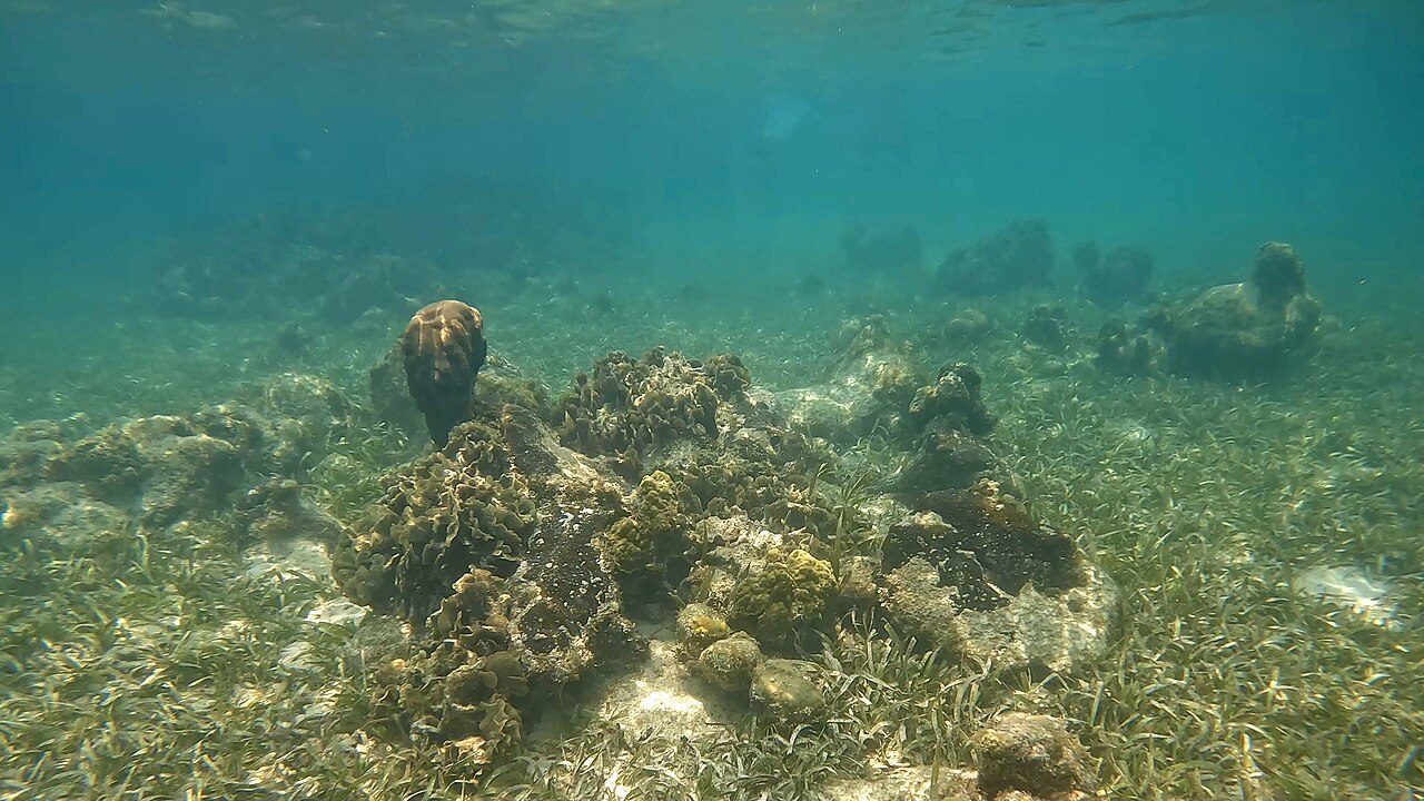 El arrecife de Roatán, parte de la segunda barrera de coral más grande del mundo.