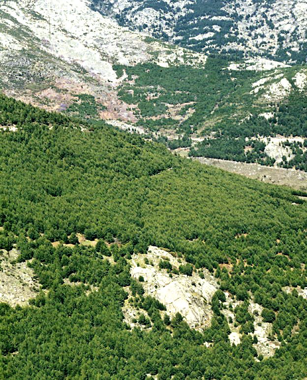 Bosques de pino y cumbres de la Sierra de Guadarrama, el hilo natural de esta ruta.
