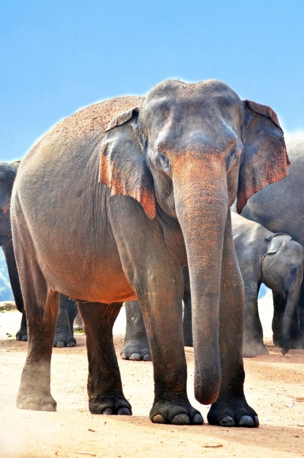La fauna es el hilo conductor de esta ruta por Sri Lanka.