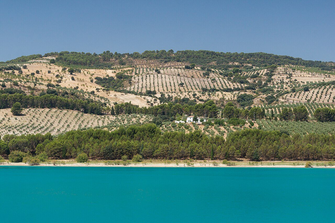 El olivar de la campiña sevillana, telón de fondo de Écija, antigua capital del aceite de la Bética.