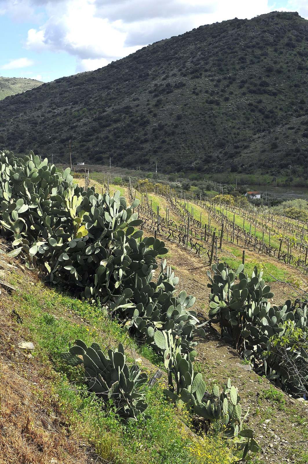 Viñedos y cañones del Duero en los Arribes, el arranque de la ruta.