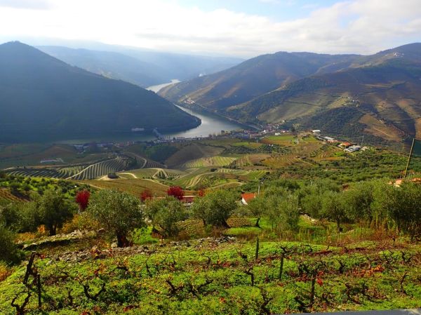 Los viñedos en terrazas del Duero, corazón del vino de Oporto.