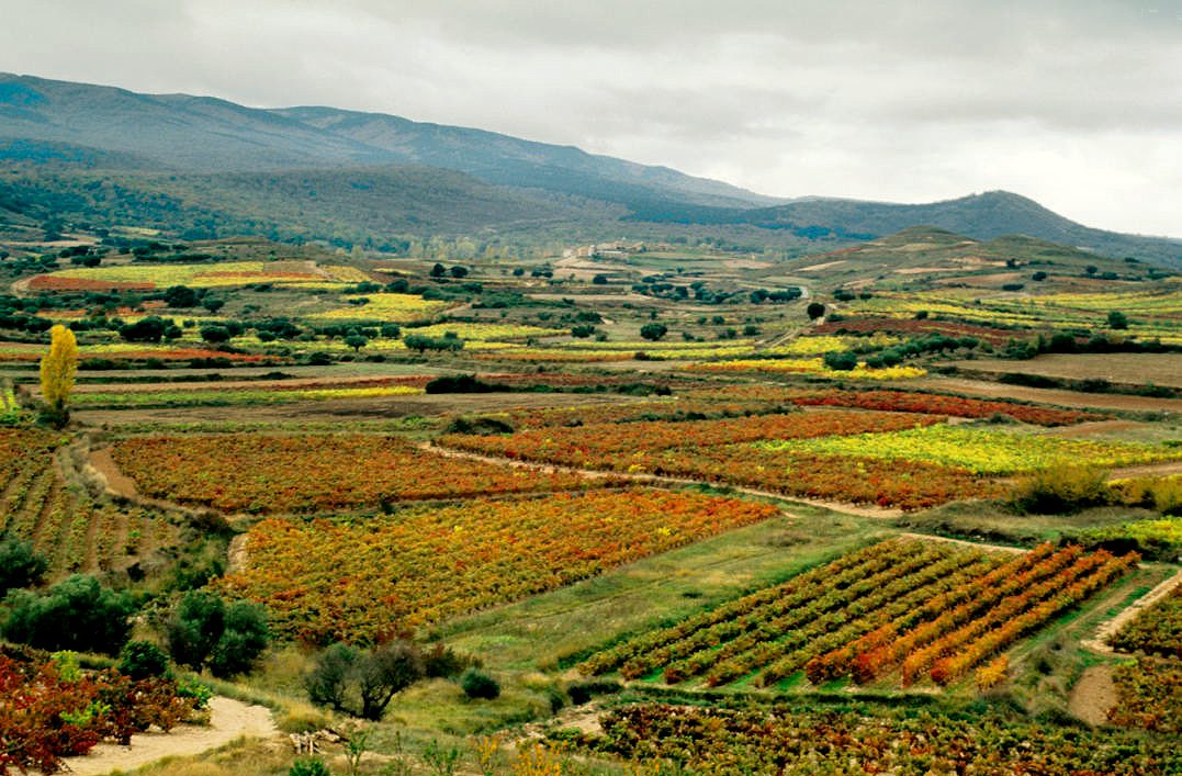 Los viñedos de la Rioja Alta, teñidos de dorados y rojos en otoño, son el hilo conductor de toda la ruta.