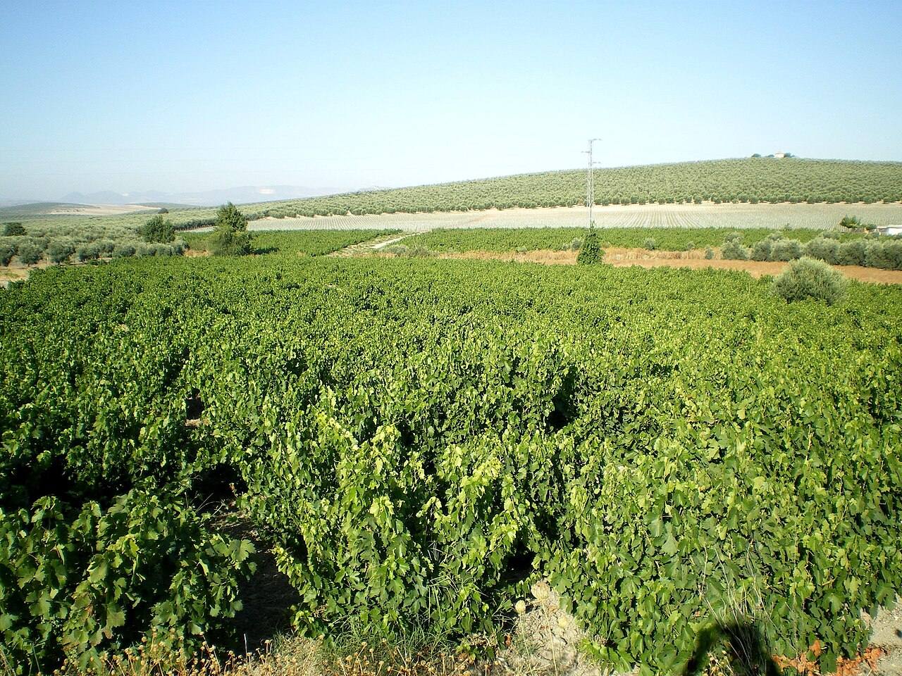 Viñedos de la campiña de Montilla-Moriles, cuna del Pedro Ximénez.