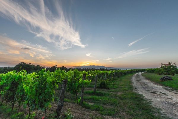 Los viñedos de la Toscana, uno de los paisajes que marcan esta ruta.