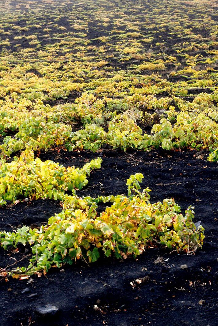 Viñedos sobre ceniza volcánica en el sur de La Palma, corazón de la ruta.
