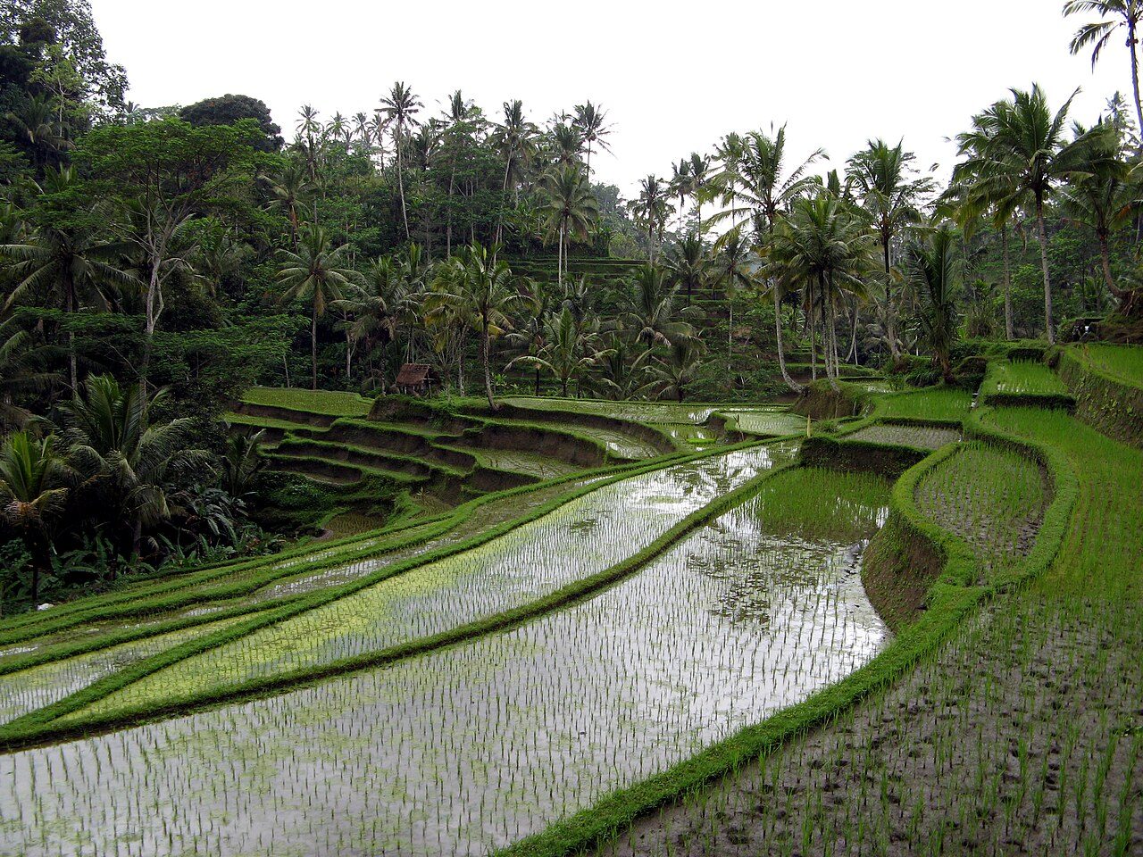 Paisaje de arrozales y templos, la esencia de qué ver en Bali