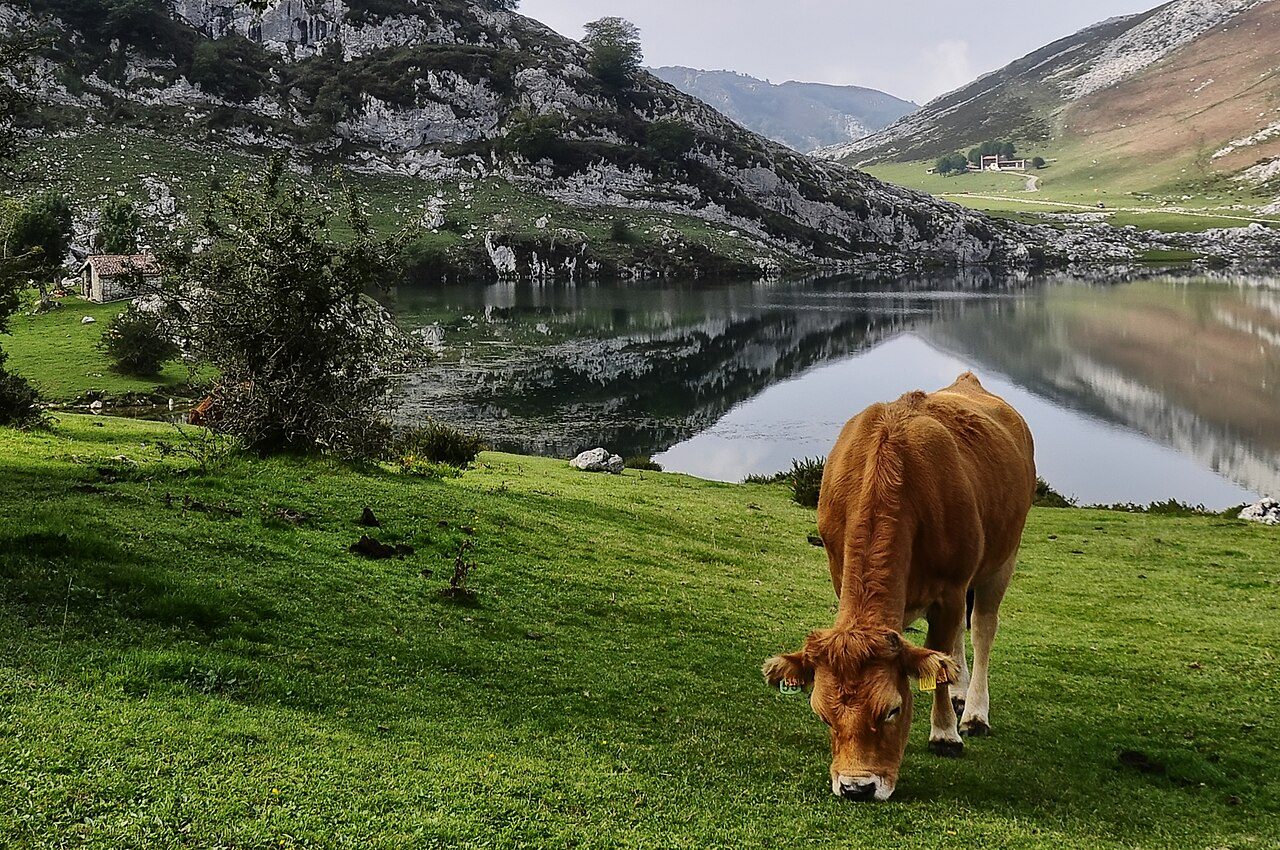 Los Lagos de Covadonga, lo mejor que ver en Cangas de Onís y alrededores