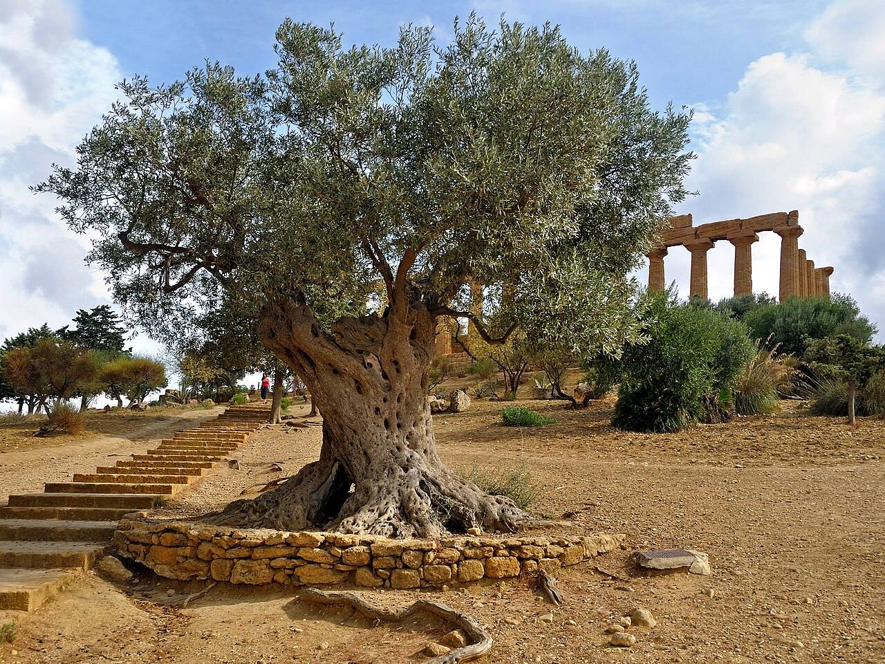 Qué ver en Agrigento: los templos dóricos del Valle de los Templos frente al mar